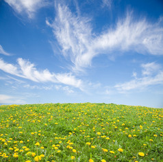 绿草与黄色的蒲公英花对蓝蓝的天空