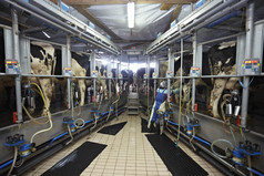 牛奶农场农业自动挤奶系统