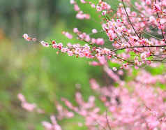 梅花花