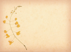 古旧复古纸背景上的黄花