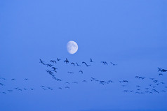 剪影鸟飞向月球