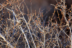 我国北方白眉雀 （poecile superciliosus，以前大山 superciliosus）