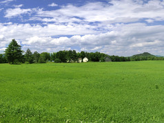 郁郁葱葱的绿色农场，在北部的佛蒙特州