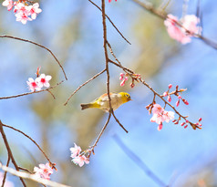 樱花