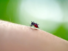 只蚊子吸人血上极端的宏