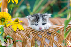 可爱的小猫坐在花卉草坪上一篮子