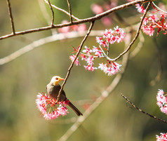 樱花和樱花的鸟