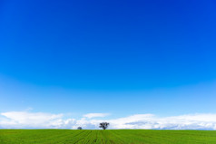 绿色的田野、 小麦和明亮的蓝色天空