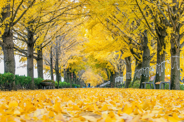 黄色的银杏树和游客的峨山、 韩国-11 月 9 日: 行.