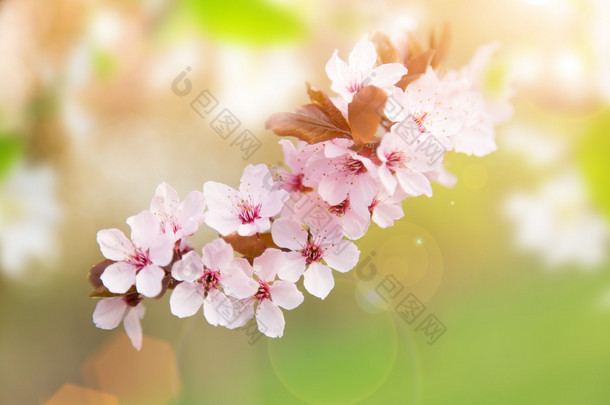 有粉色花朵的<strong>春季边框</strong>背景