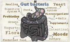 关于肠道细菌的插图