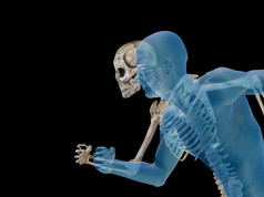人体解剖与骨骼