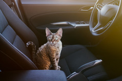 可爱的猫坐在一辆车在司机座位上，看着镜头。德文郡 Rex 猫喜欢乘一辆车