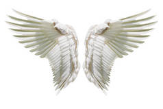 内部的白色翼羽毛