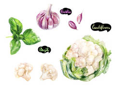 香草和香料厨房水彩套装。花椰菜, 罗勒, 大蒜水彩手绘插图在白色背景上隔离.