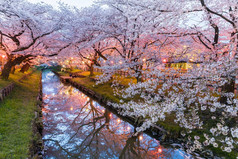 日本樱花的樱花开花与小运河在春暖花开的季节