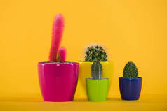 美丽的绿色和粉红色的仙人掌在五颜六色的盆黄色