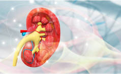 人体肾脏横断面解剖。3d 渲染