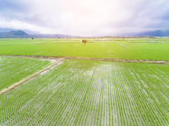 春季水稻田鸟瞰图