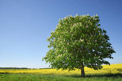 在黄色的油菜田野上盛开的栗子树对清澈的蓝天, 美丽的风景与复制空间