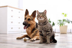 可爱的猫和狗在家里休息。动物友谊