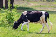 在阳光明媚的夏日, 黑白相间的奶牛在青草草地上放牧