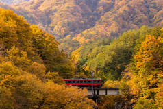 日本福岛的秋季落叶带红色火车通勤者