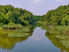 河中有绿色的水和宽叶的睡莲在海岸。在左边你可以看到一小群白鸭子