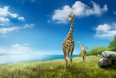 野生的长颈鹿与蓝天背景