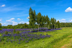 紫色开花 lupines 的田野。夏天的桦树和森林美丽的乡村风景