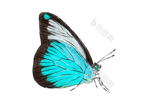 美丽的蓝色蝴蝶被隔离在白色<strong>背景</strong>上。<strong>逼</strong>真的手绘插图。昆虫收集