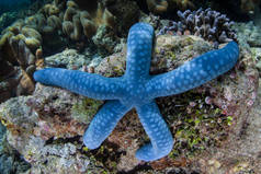 一颗蓝海星, Linkia, 紧贴在印尼 Ampat 的礁石上。这个偏远的热带地区因其令人难以置信的海洋生物多样性而被称为珊瑚三角的心脏。.