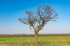 在乌克兰早春时节, 孤独的相思树对蓝万里无云的天空