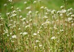 一个牧羊人的钱包在一个炎热的夏日的草地上的白色花朵, 草药
