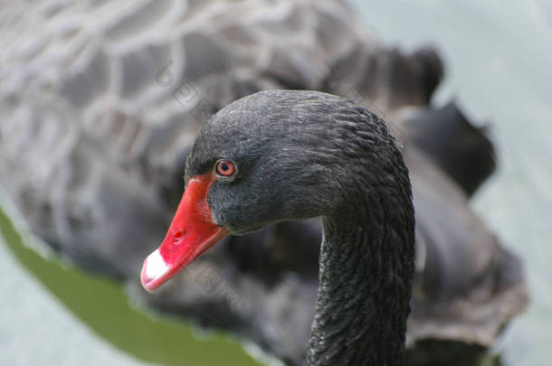 一只优雅的黑天鹅漂浮在湖中, 泥泞的水。一只明亮的小鸟, 有一个美丽的红色喙特写在模糊的背景上。场浅景深.