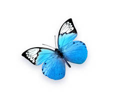 蓝色蝴蝶被隔离在白色背景上。美丽的昆虫.