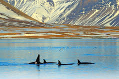冰岛山脉附近的虎鲸群在冬季。Orcinus 虎鲸在水栖地, 野生动物场面从自然。鲸鱼在美丽的风景, 雪在山上.