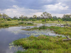 狩猎主题, 沼泽风景在河, 海岛以植被和大草原作为背景, 在博茨瓦纳