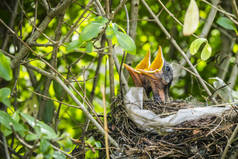 两个孵出的黑鸟在鸟巢的树枝和塑料巢在对冲