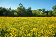 夏天的风景与纹理的天空和放牧牛群的田野上, 杂草丛生的黄花。背景
