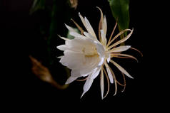 夜皇后 ( 昙花 oxypetalum ) 仙人掌植物 , 夜绽放 , 具迷艳芬芳 , 大白色花反对黑色背景.