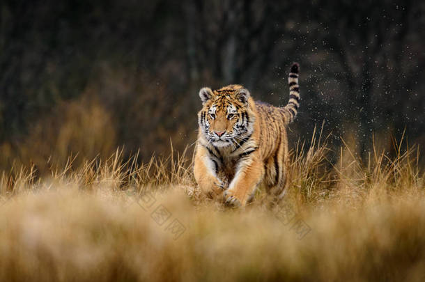 西伯利亚虎（Panthera tigris tigris tigris）在森林中也被称为黑虎（Panthera tigris altaica），在森林中被称为年轻的雌性虎。一只<strong>小老虎</strong>把爪子拴在树上.