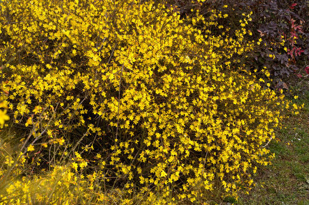 黄开花的冬天茉莉花灌木.