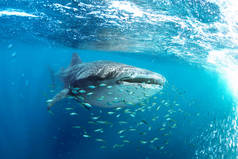 鲸鱼鲨 (鲸鲨调制) 和他的小鱼朋友