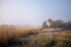 美丽的草排架在秋雾中, 田野浅景深。背景雾