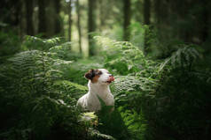 树林里的狗。杰克·罗素·泰瑞尔在蕨类植物里小宠物在自然界中.