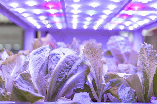 有机水栽蔬菜，LED灯室内种植，农业技术