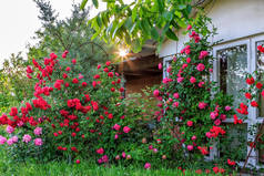 美丽的红色盛开的玫瑰花灌木在家庭花园在农村在夏季早晨日出