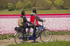 在荷兰骑双人自行车的人