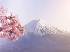 日本樱花盛开, 背景是富士山和川口湖.